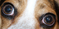 Image: The eyes of a dog - dogs plr.