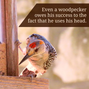 woodpecker social image